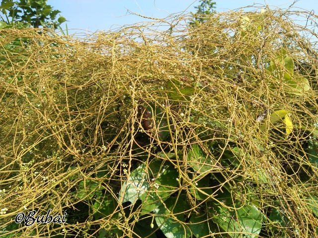 Cassytha Filiformis EFlora Of India